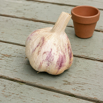 Inchelium Red garlic bulb next to a small terracotta pot for size reference