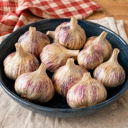 Inchelium Red garlic bulbs in a bowl, Artichoke softneck seed garlic
