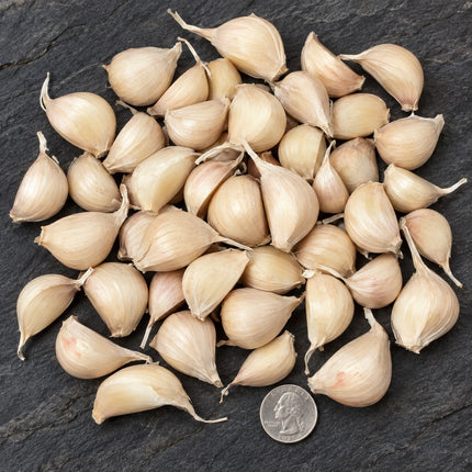 Inchelium Red – CLOVED Ready-to-Plant