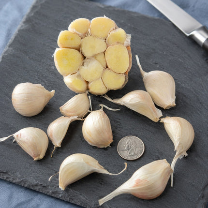 Inchelium Red garlic bulb cross section and separated cloves next to a coin for scale