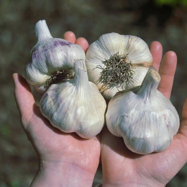 Inchelium Red garlic bulbs held in hands, freshly harvested in Coburg, Oregon