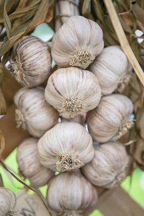 Lorz Italian garlic braid hanging, grown in Coburg, Oregon