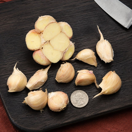 Lorz Italian garlic bulb cross section and separated cloves next to a coin for scale