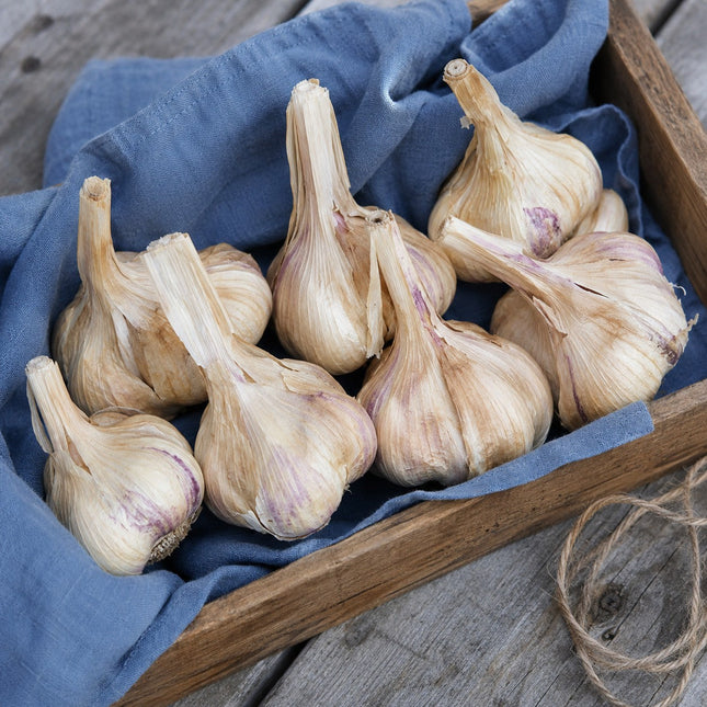 Lorz Italian garlic bulbs in a tray, heirloom softneck seed garlic, Earthwise Garlic