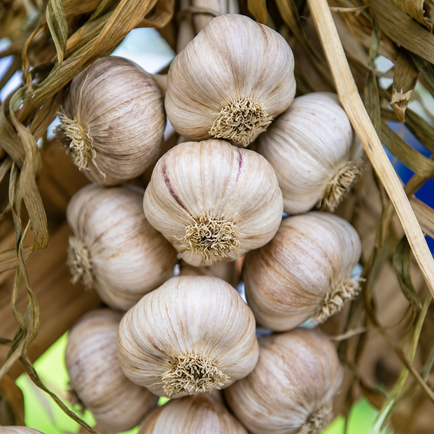 Lorz Italian garlic braid close-up