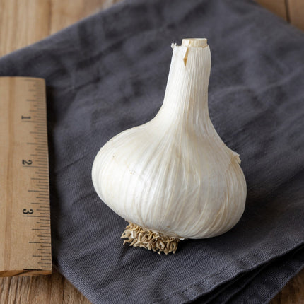 Music garlic bulb with ruler for size reference