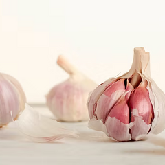 Donostia Red garlic bulb, Creole hardneck seed garlic, Earthwise Garlic