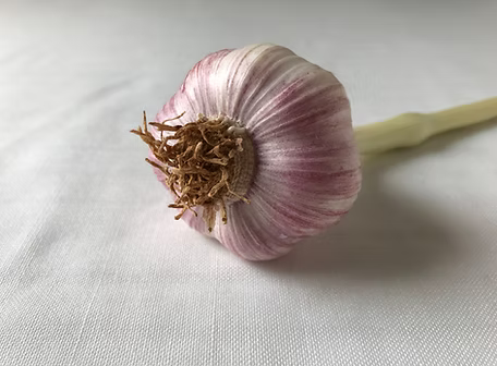 Georgian Fire garlic bulb, Porcelain hardneck seed garlic, Earthwise Garlic