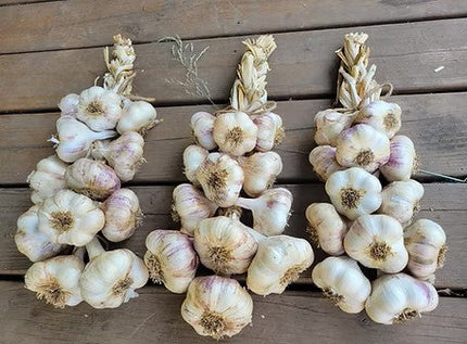 Hardneck and softneck seed garlic sampler from Earthwise Garlic