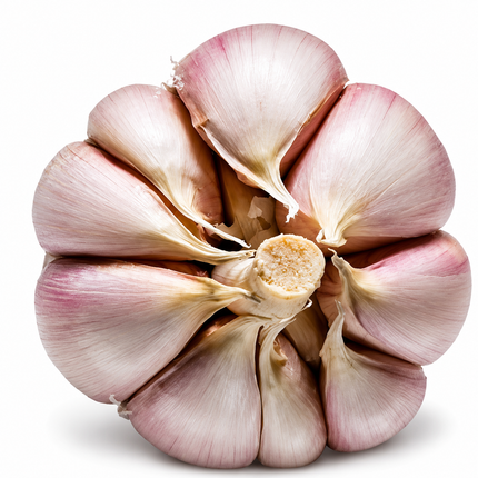 Ukrainian Red garlic bulb bottom view showing clove structure