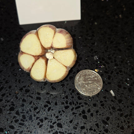Donostia Red Creole garlic bulb cross section next to a coin for scale