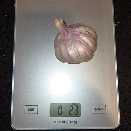 Donostia Red Creole garlic bulb weighed on a kitchen scale