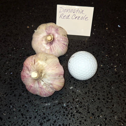 Donostia Red Creole garlic bulb next to a golf ball for size comparison