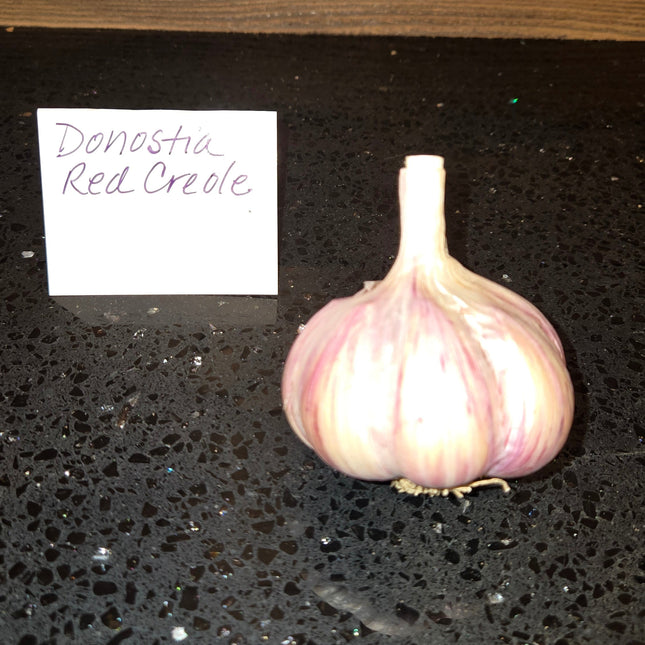 Donostia Red Creole garlic bulb