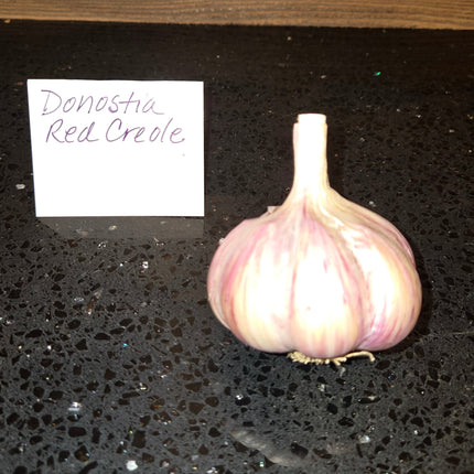 Donostia Red Creole garlic bulb