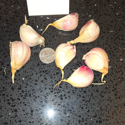Georgian Fire garlic cloves scattered next to a coin for scale