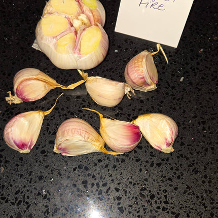 Georgian Fire garlic bulb cross section and separated cloves