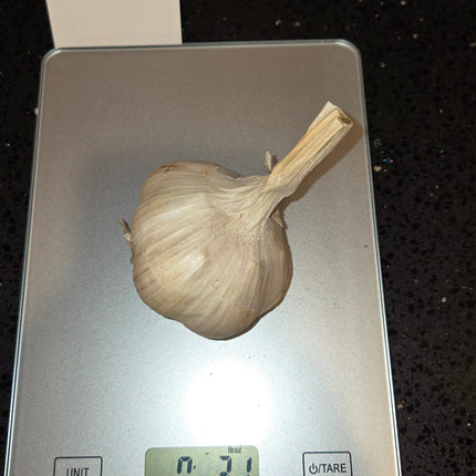 Georgian Fire garlic bulb weighed on a kitchen scale