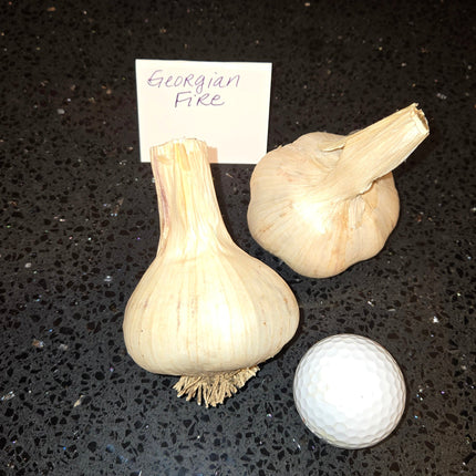 Georgian Fire garlic bulb next to a golf ball for size comparison