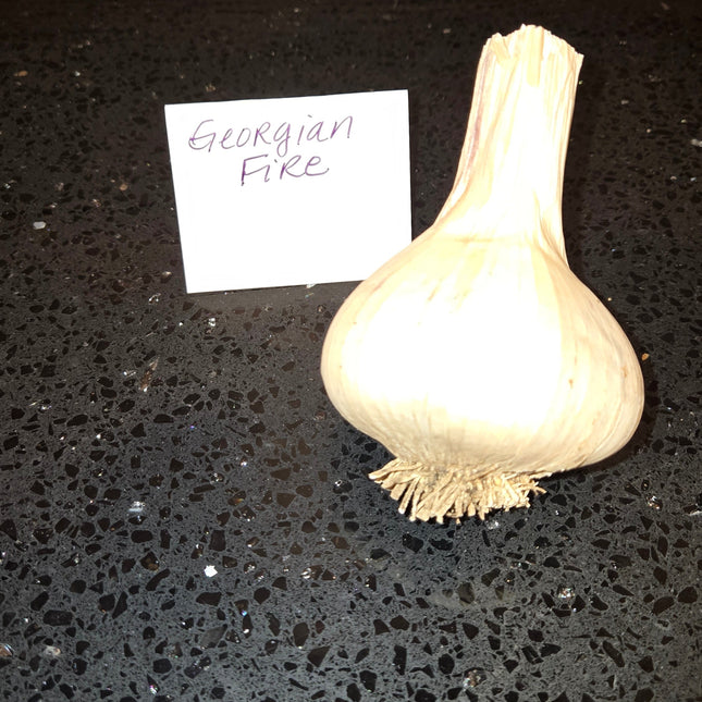 Georgian Fire garlic bulb, Porcelain hardneck seed garlic