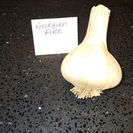 Georgian Fire garlic bulb, Porcelain hardneck seed garlic