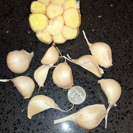 Inchelium Red garlic bulb cross section and separated cloves next to a coin for scale