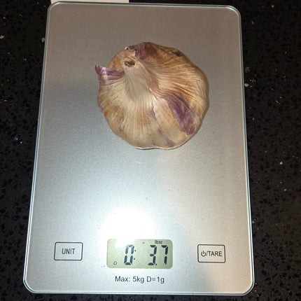 Inchelium Red garlic bulb weighed on a kitchen scale