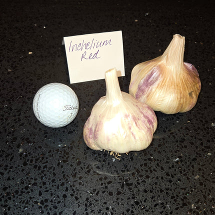 Inchelium Red garlic bulb next to a golf ball for size comparison