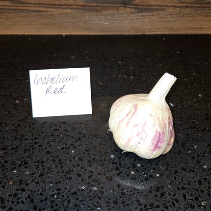 Inchelium Red garlic bulb, Artichoke softneck seed garlic