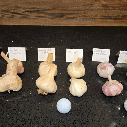 Full lineup of all six Earthwise Garlic varieties, hardneck and softneck side by side