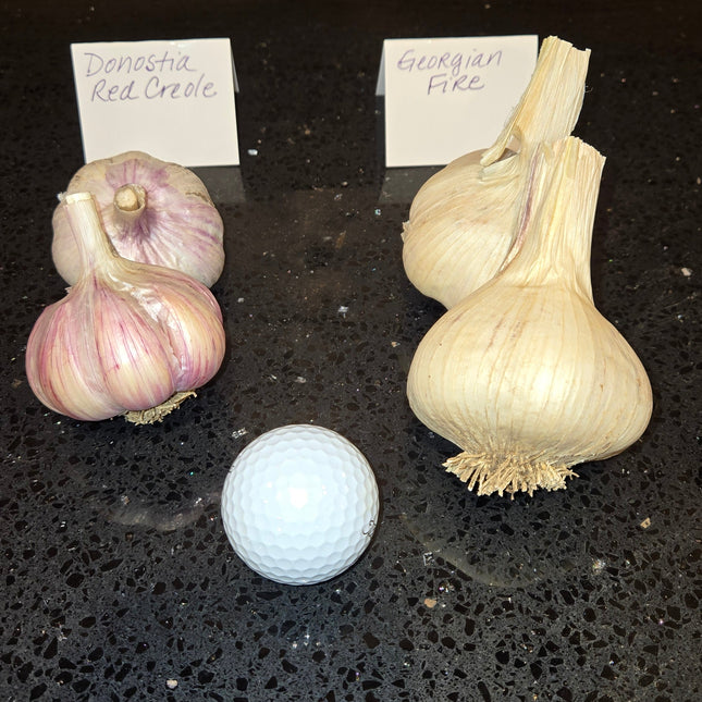 Georgian Fire and Lorz Italian garlic bulbs, part of the six-variety lineup