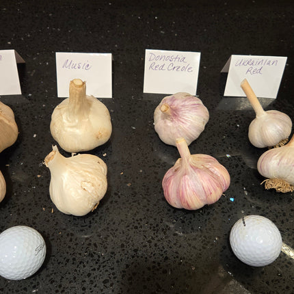 Music and Donostia Red garlic bulbs, part of the six-variety lineup