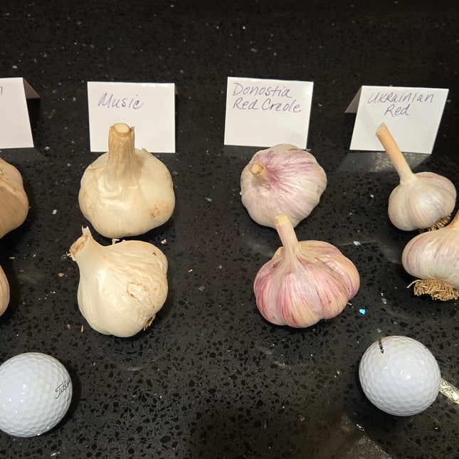 Music and Donostia Red garlic bulbs, part of the six-variety lineup