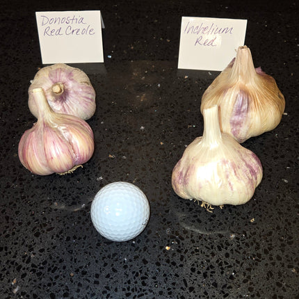 Donostia Red and Inchelium Red garlic bulbs side by side