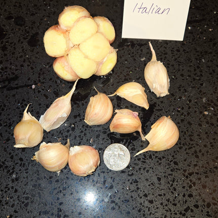 Lorz Italian garlic bulb cross section and separated cloves next to a coin for scale