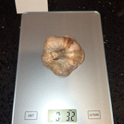 Lorz Italian garlic bulb weighed on a kitchen scale