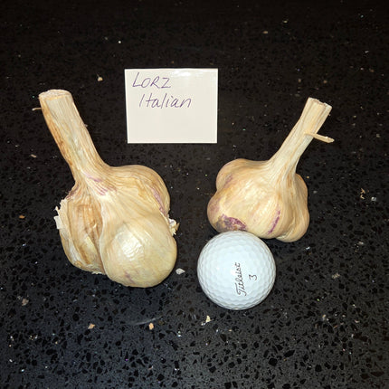 Lorz Italian garlic bulb next to a golf ball for size comparison