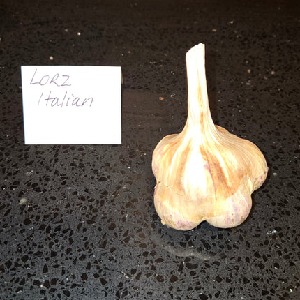 Lorz Italian garlic bulb, Artichoke softneck seed garlic