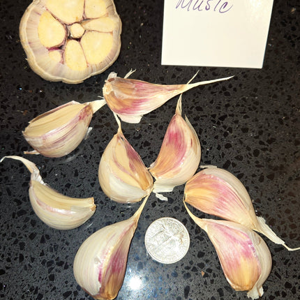 Music garlic bulb cross section and separated cloves next to a coin for scale