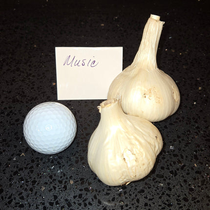 Music garlic bulb next to a golf ball for size comparison