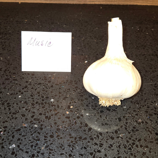 Music garlic bulb, Porcelain hardneck seed garlic