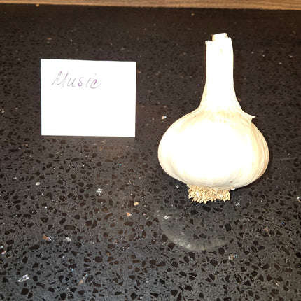 Music garlic bulb, Porcelain hardneck seed garlic