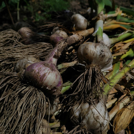 Freshly harvested hardneck garlic with purple streaking — Rare Gourmet Garlic Duo featuring Donostia Red and Georgian Fire