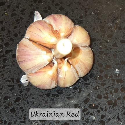 Ukrainian Red garlic bulb cross section