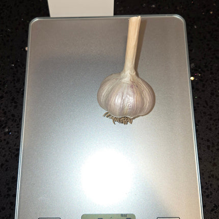 Ukrainian Red garlic bulb weighed on a kitchen scale