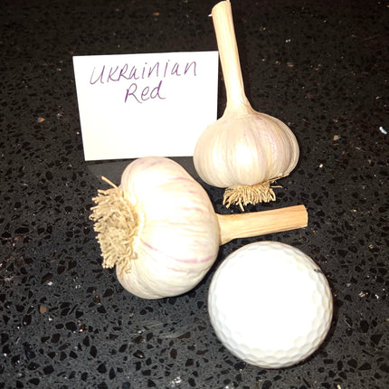 Ukrainian Red garlic bulb next to a golf ball for size comparison