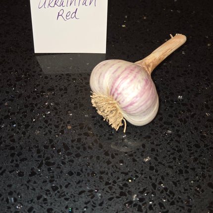 Ukrainian Red garlic bulb, Rocambole hardneck seed garlic